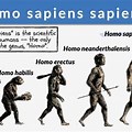 Evolution Human Homo Sapiens