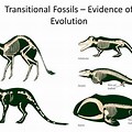 Evolution Transitional Fossils