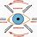 Eye Muscle Movement Chart