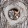 Eastern Screech Owl Nest