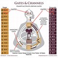 Electromagnetic Gates in Human Design