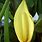 Elephant Ear Bloom