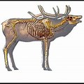 Elk Skeleton Cross Section