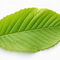 Elm Leaf White BG