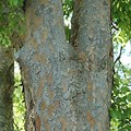 Elm Tree Bark Look Like