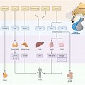 Endocrine System Parathyroid Organ Mind Map