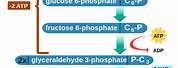 Energy Harvesting Steps Glycolysis