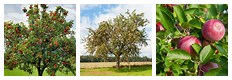 Full Size Apple Tree Image