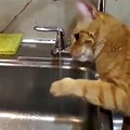 Funny Cat Antics