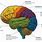 Functional Brain Map