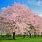 Facts About Cherry Blossom Trees