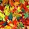 Fall Color Leaves