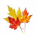 Fall Leaves White Background