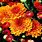 Fall Mums Wallpaper