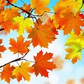 Falling Autumn Leaves Desktop Wallpaper