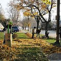 Falling Leaves in Dearborn Michigan