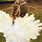 Feather Angel Wings DIY