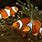 Female Clown Fish