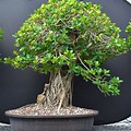 Ficus Microcarpa Green Island Bonsai