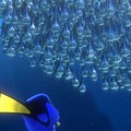 Finding Nemo Fish School