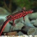 Fire Belly Newt