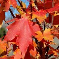 FlashFire Sugar Maple