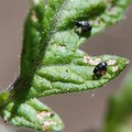 Flea Beetle Tomato Plant