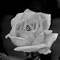 Fleur Noir Et Blanc