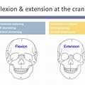 Flexion and Extension in Cranial Bones