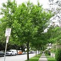 Florida Trees with Dappled Shade