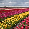 Flower Tulip Field Desktop Wallpaper