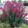 Flowering Bushes and Shrubs Trees