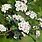 Flowering Hawthorn Tree