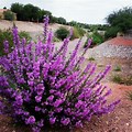 Flowering Shrubs Full-Sun Trees