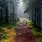 Foggy Forest Path