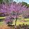 Forest Pansy Redbud Tree