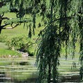 Fort Worth Botanical Gardens with Weeping Willow Image in Pond