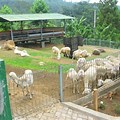 Foto Peternakan Kambing