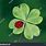 Four Leaf Clover with Ladybug