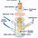 Franz Cell Membrane