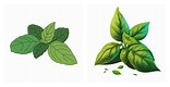 Free Color. Clip Art of Basil