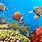 Free Coral Reef Wallpaper