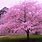 Free Cherry Blossom Tree