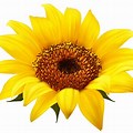 Free Sunflower Clip Art to Download