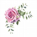 Free Watercolor Pink Roses Clip Art