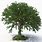 Free Tree Model