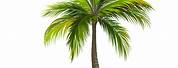 Free Vector Illustration Palm Tree