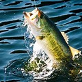 Freshwater Fishing Wallpaper HD