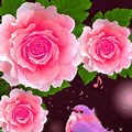 Friends Rose Birds Chirping