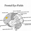 Frontal Eye Field Blood Supply